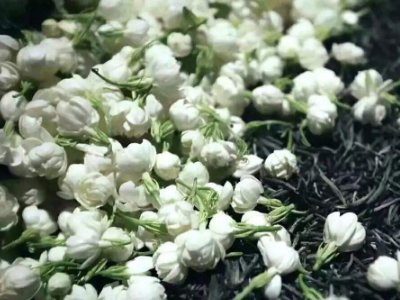 喝茶治口臭嗎，什么茶治口臭好？