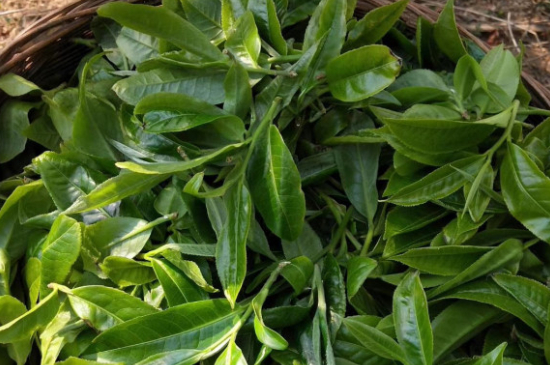 最耐泡的茶葉排名，什么茶葉經(jīng)久耐泡？