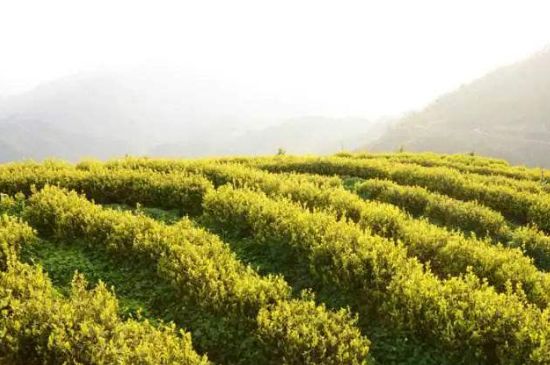 黃金茶的功效及禁忌癥，黃金茶有什么副作用嗎？