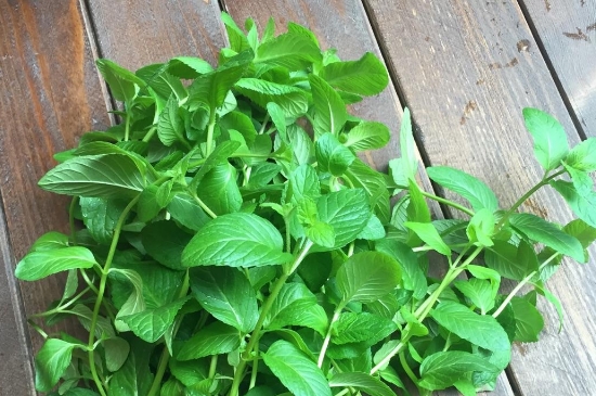 薄荷茶的功效與作用，喝薄荷茶有什么好處？