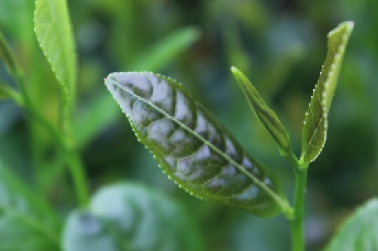 綠茶第一泡要倒掉嗎，為什么綠茶第一泡不喝？