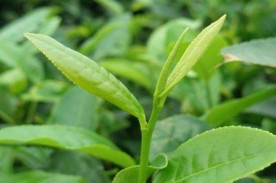 最耐泡的茶葉排名，什么茶葉經(jīng)久耐泡？