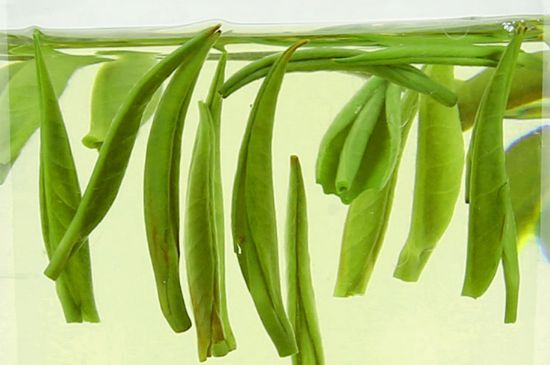 雀舌茶什么人不能喝，雀舌茶的功效與禁忌