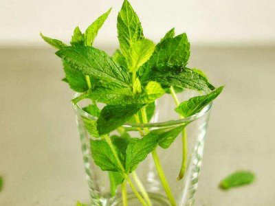 喝茶治口臭嗎，什么茶治口臭好？
