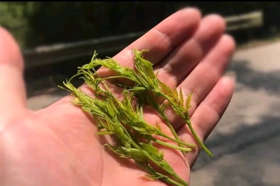 張家界茅巖莓茶與藤茶是同一種茶嗎，藤茶跟莓茶一不一樣？