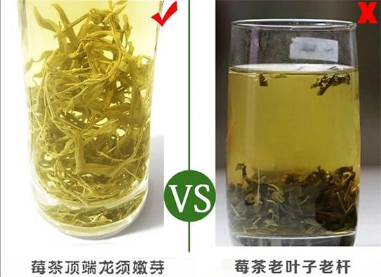 張家界茅巖莓茶與藤茶是同一種茶嗎，藤茶跟莓茶一不一樣？