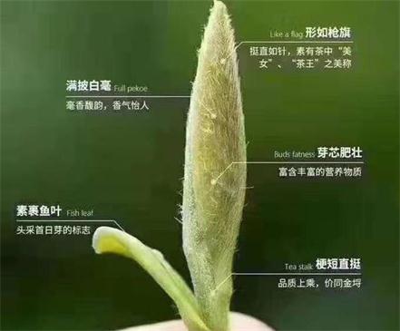 春茶季怎么辨別白毫銀針的好壞，好的白毫銀針如何選購？