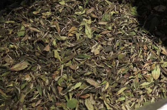 陳茶還是新茶好，茶葉是新茶好喝還是陳茶好喝