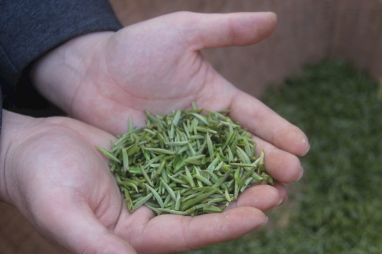 茶葉可以放冰箱嗎，茶需要放冰箱保存嗎