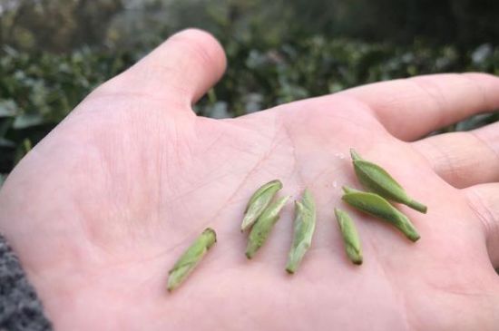 春茶季怎么辨別白毫銀針的好壞，好的白毫銀針如何選購？