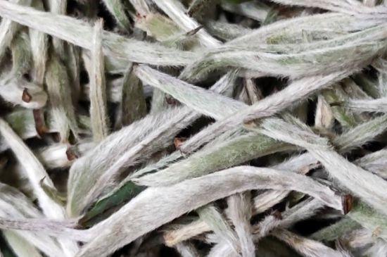 春茶上市白茶的好壞怎么區(qū)分，春白茶怎么分辨好不好？