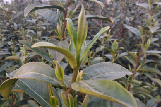 家庭如何保存碧螺春茶葉，蘇州洞庭碧螺春綠茶怎么保存？