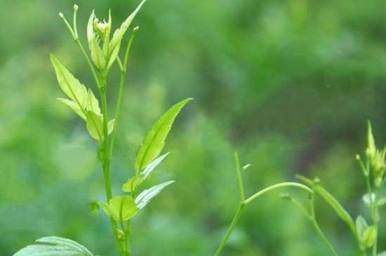 茅巖莓茶別名是什么，莓茶別名叫藤茶嗎？