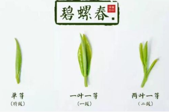 真假碧螺春泡水后區(qū)別，蘇州洞庭碧螺春怎樣鑒別好壞？