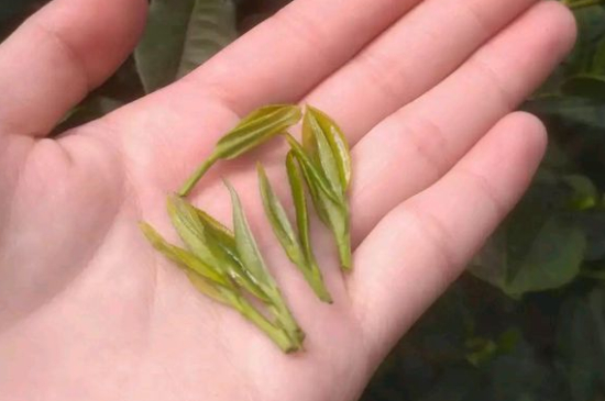 炒青茶為什么便宜，炒青綠茶好喝嗎？