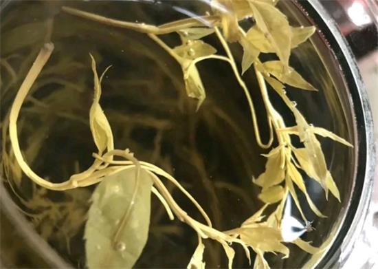 張家界茅巖莓茶與藤茶是同一種茶嗎，藤茶跟莓茶一不一樣？