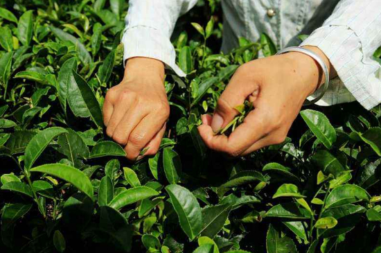 采茶的方法與步驟，如何正確采摘茶葉？