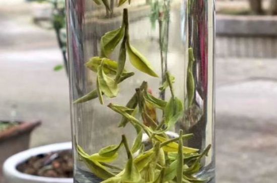 蒸汽煮茶器適合什么茶，蒸汽煮茶器適合用綠茶嗎？