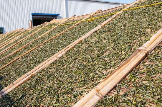 武夷巖茶的初制、精制加工工藝詳細(xì)講解