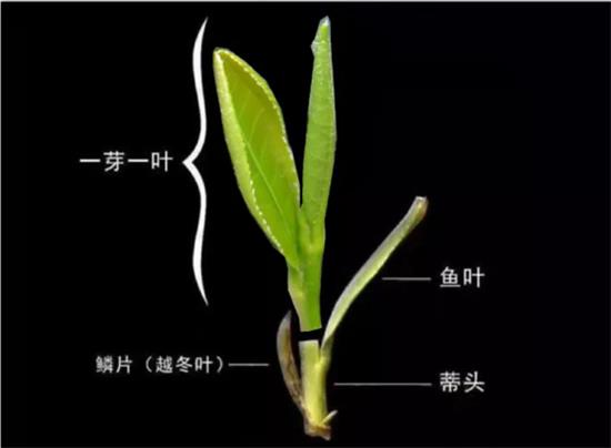 摘茶葉最快的方法，采摘茶葉怎么才能快？