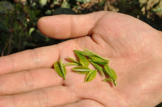 木魚(yú)石茶壺適合泡什么茶，木魚(yú)石泡啥茶好