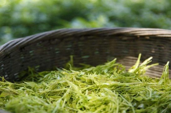 茅巖莓茶加工工藝，莓茶的工藝制作過(guò)程
