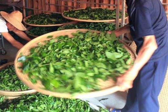 武夷巖茶的初制、精制加工工藝詳細(xì)講解