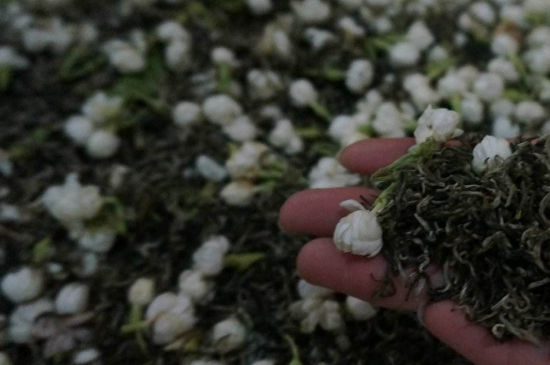 茉莉茶的種類(lèi)和等級(jí)，茉莉花茶的分類(lèi)