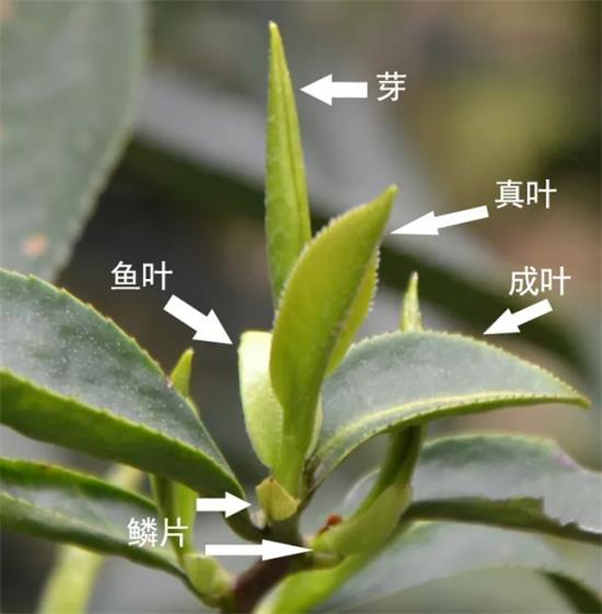 摘茶葉最快的方法，采摘茶葉怎么才能快？