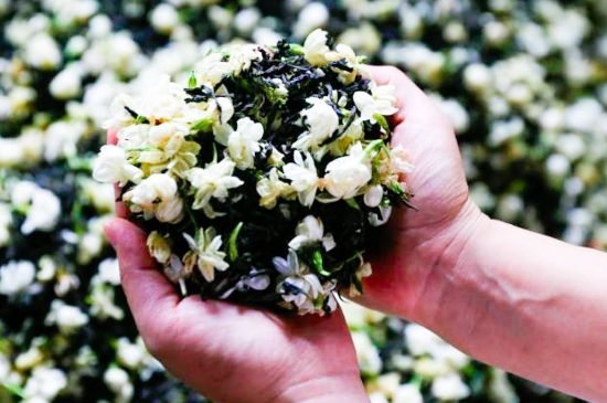 茉莉花和什么在一起喝好，茉莉花喝什么茶搭配？