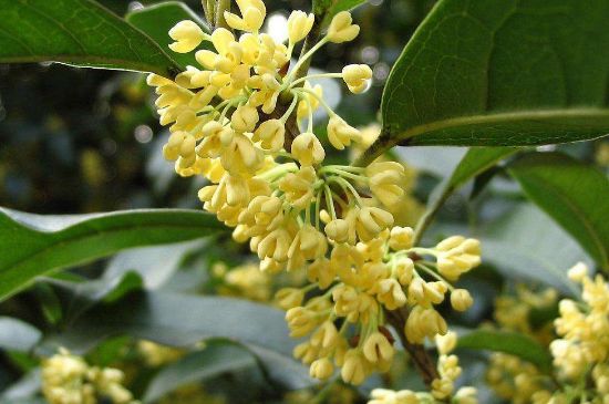 干桂花茶的制作方法，怎樣自制桂花茶？