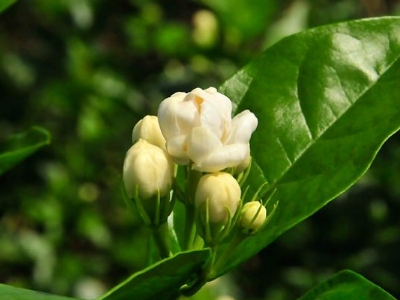 好茉莉茶多少錢一斤，茉莉花茶價格