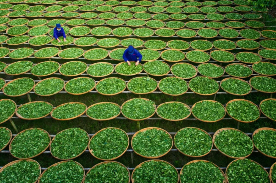 綠茶加工工藝流程圖，綠茶的加工制作包含哪幾個步驟？