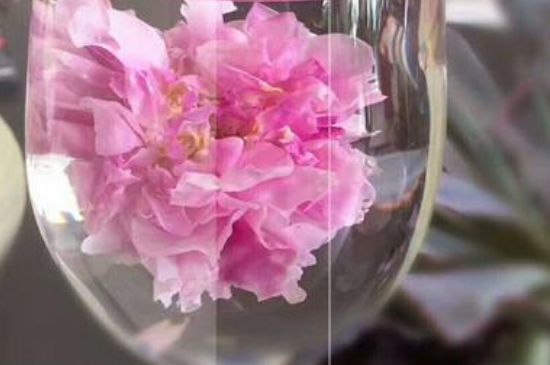 干玫瑰花泡水放幾顆，玫瑰花泡水一次放幾朵？