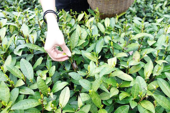 采茶的方法與步驟，如何正確采摘茶葉？