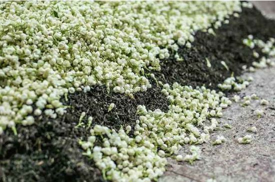 茉莉茶葉的功效與禁忌，什么人不適合喝茉莉花茶？