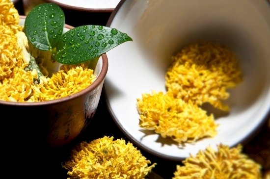 孕婦可以喝菊花茶嗎，菊花對(duì)胎兒有致畸作用？