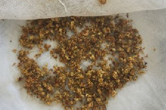 干桂花茶的制作方法，怎樣自制桂花茶？