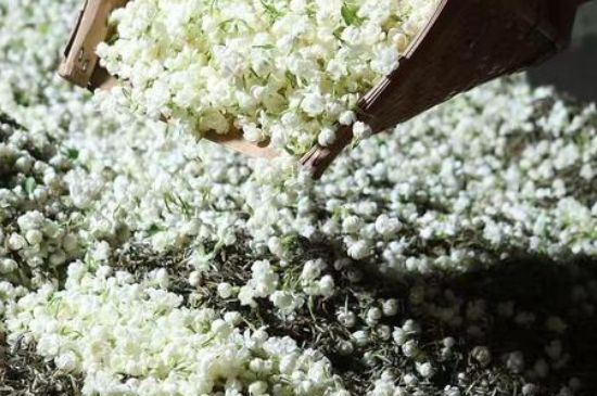 茉莉茶葉的功效與禁忌，什么人不適合喝茉莉花茶？