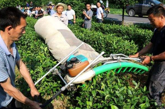 采茶的方法與步驟，如何正確采摘茶葉？