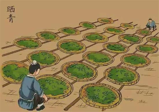 制茶八步驟，制茶工藝流程圖