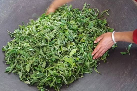 龍井茶炒茶葉怎么炒出好茶色，茶葉怎樣做出來最綠？