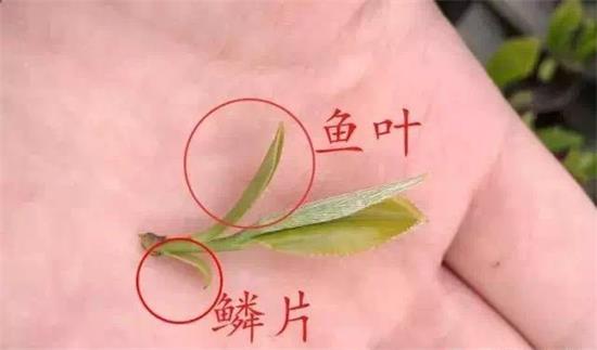摘茶葉最快的方法，采摘茶葉怎么才能快？