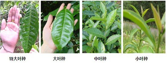 摘茶葉最快的方法，采摘茶葉怎么才能快？