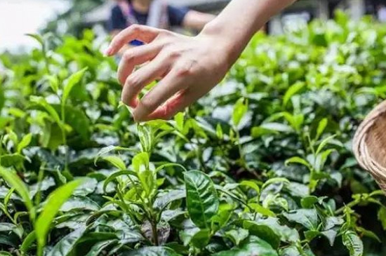 綠茶加工工藝流程圖，綠茶的加工制作包含哪幾個步驟？
