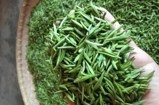 采茶的方法與步驟，如何正確采摘茶葉？