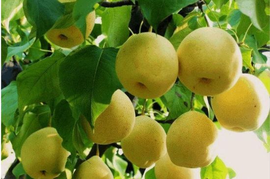一把真正的本山綠泥壺最低多少錢，什么價(jià)格能買到本山綠泥紫砂壺？