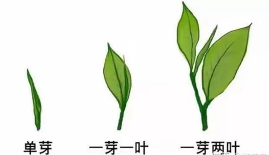 摘茶葉最快的方法，采摘茶葉怎么才能快？