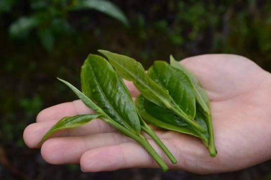 單樅茶什么季節(jié)最好喝，鳳凰單叢茶春茶好還是秋茶好？