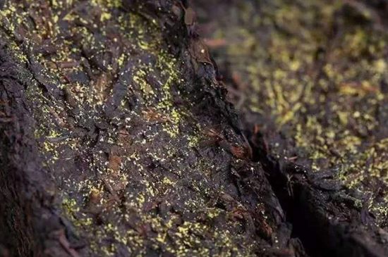 茯磚茶與普洱茶哪個(gè)好，茯茶和普洱茶口味區(qū)別